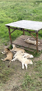 Парк Львов Земля прайда