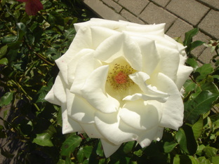 Лирика  для девочек