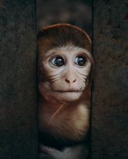 Интересное о животных