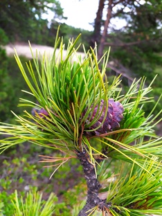 Всякое разное