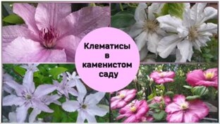 Клематисы