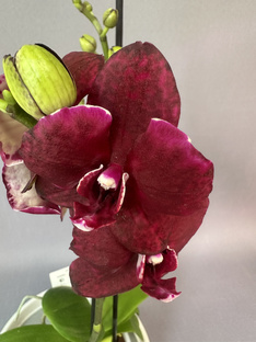 Продажа цветущих голландских орхидей 