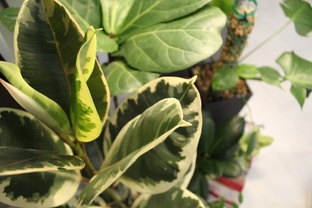 Пересадка растений