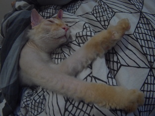 #Чипкамилый