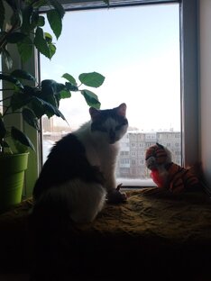 Котики-воркотики