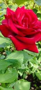 Цветы и природа. 