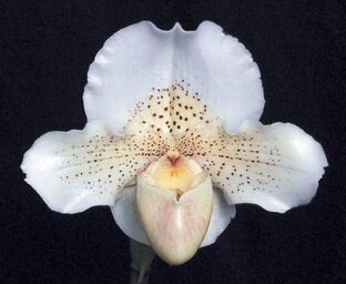 Прикладная Магия