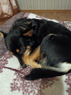 Видео о собаках!