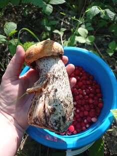 По грибы, по ягоды... 