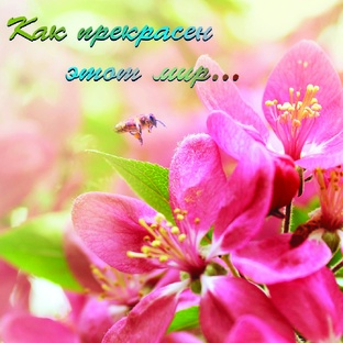Как прекрасен этот мир...
