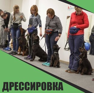 Дрессировка