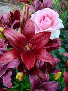 Сага Подземелья. Почвенная микробиология для садовода . Понятно о сложном