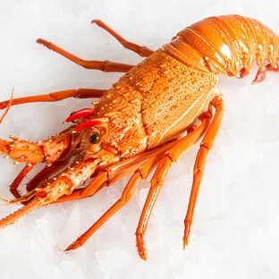 Лангуст: тайны глубинного ракообразного