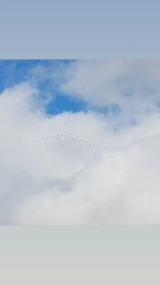 Гуси летят на юг