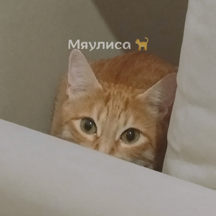 Анекдоты от Василисы