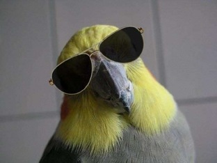 Пернатая планета