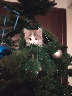 Владелец шикарных усов