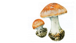 Информация о грибах.