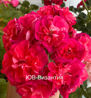 Описание сортовых пеларгоний😍