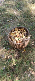 Сбор и поиск грибов