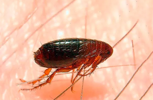 Блохи в квартире и у животных