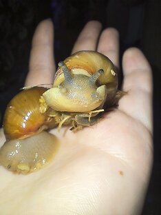 Начинающему улитководу