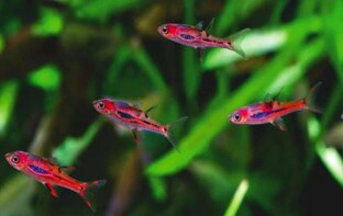 Расбора Бригитты