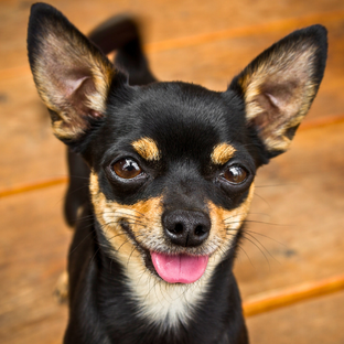 Здоровье собак