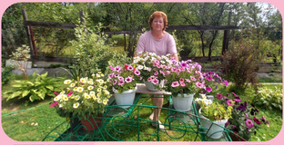 Петуния.Примула.