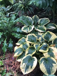 Коллекция хост