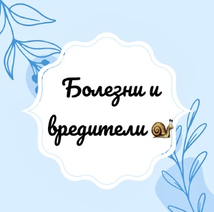 Болезни и вредители 🐌