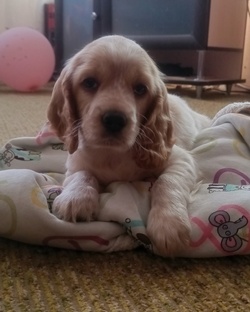 Хвостатое счастье☺✨