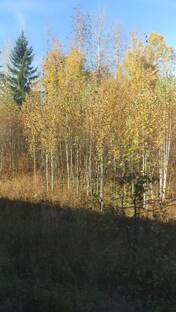 Посёлок мой родной 