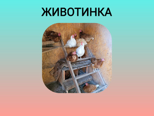 Куры и другая живность