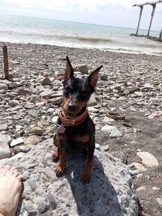 Воспитание и дрессировка