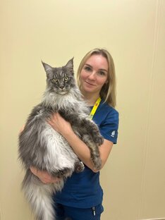 Кастрация кошек и собак