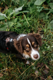 Мои питомцы 😻🐶🤎 