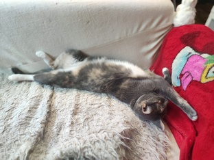 Наши животные 