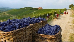 Винный Петербург