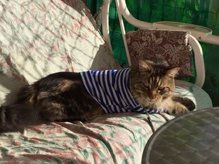 Жизнь хороша, если у вас есть котА))