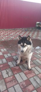 Кошечки-собачки