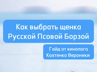 Как выбрать щенка Русской Псовой Борзой