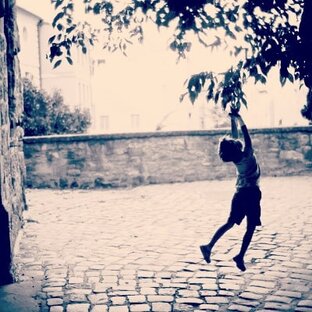 Ветви одного дерева