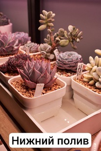 Полив суккулентов