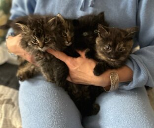 Четыре новых подброшенных котенка