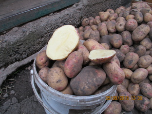 Советы Галины Ивановны.