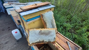 Пчеловодство в Беларуси. 