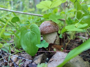 природа недомашняя