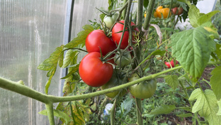 Деревенские будни 🪵