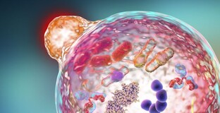 Аутофагия и интервальное питание